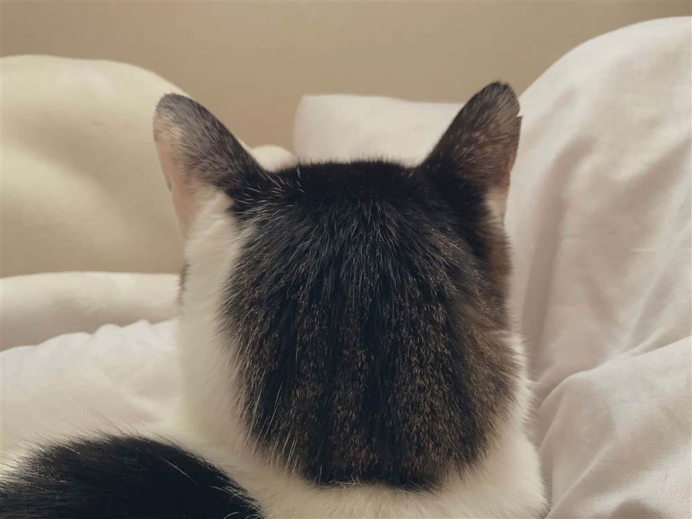 《和猫在一起生活的日记》漫画最新章节第杂图话免费下拉式在线观看章节第【21】张图片