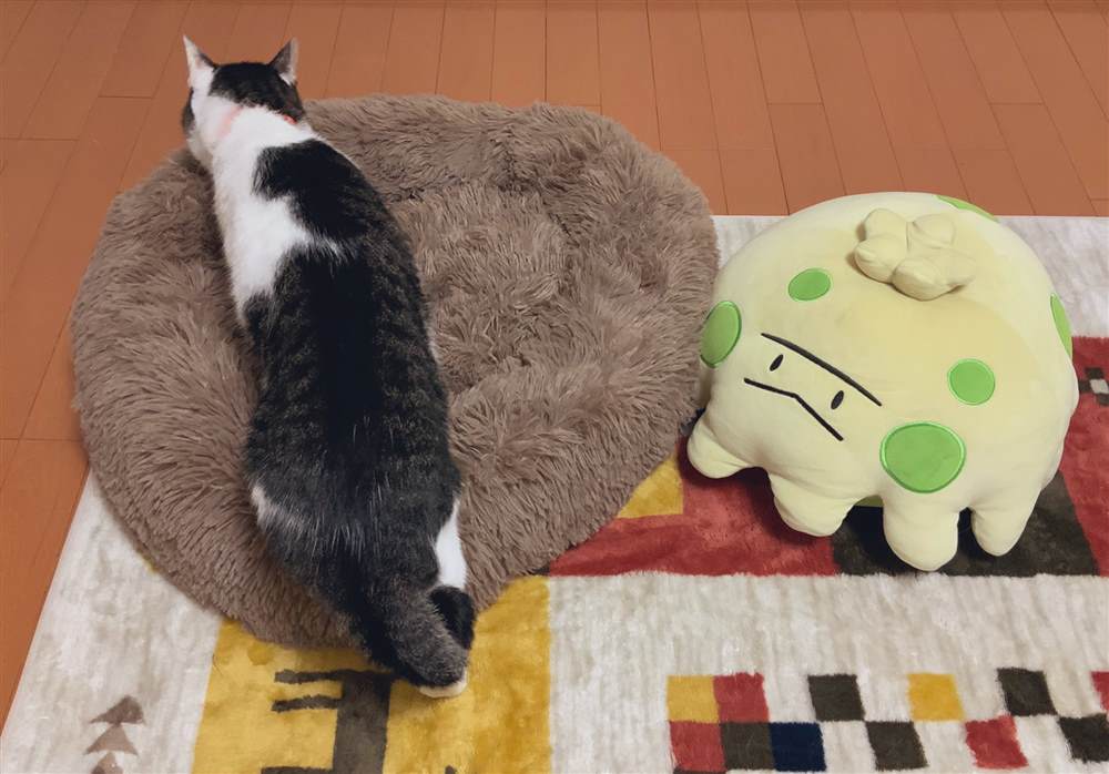 《和猫在一起生活的日记》漫画最新章节第杂图话免费下拉式在线观看章节第【10】张图片