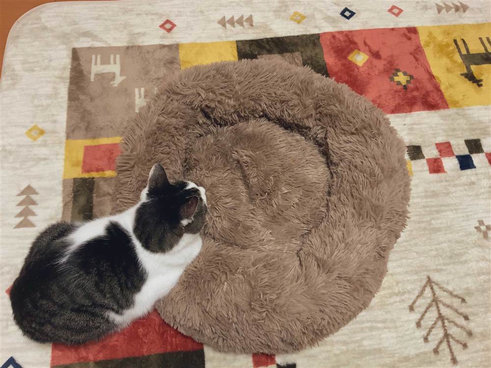 《和猫在一起生活的日记》漫画最新章节第杂图话免费下拉式在线观看章节第【15】张图片