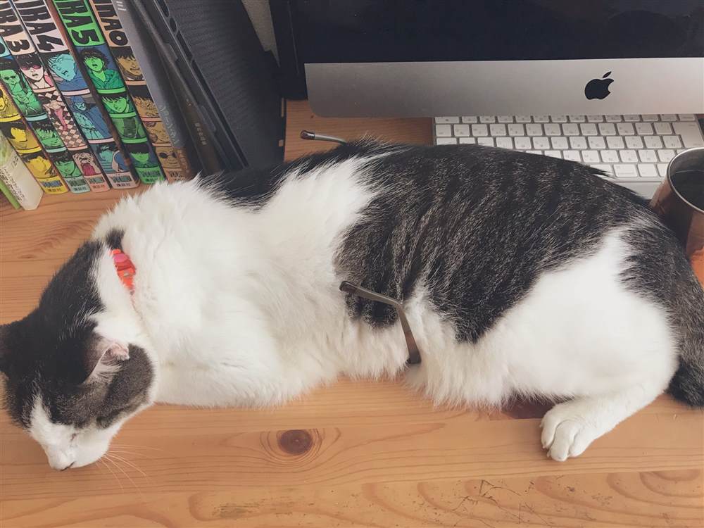 《和猫在一起生活的日记》漫画最新章节第杂图话免费下拉式在线观看章节第【7】张图片