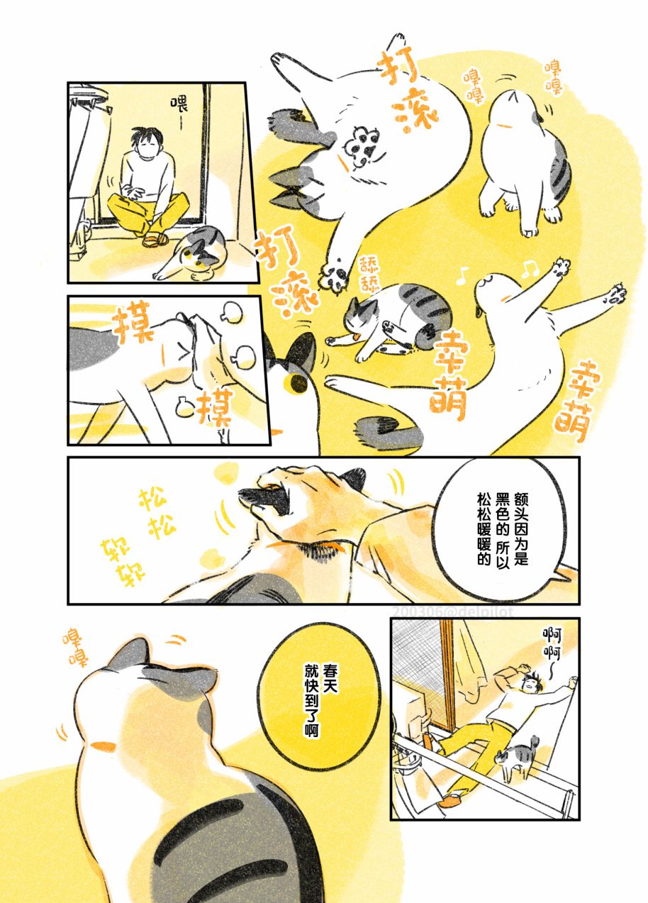 《和猫在一起生活的日记》漫画最新章节第12话免费下拉式在线观看章节第【5】张图片