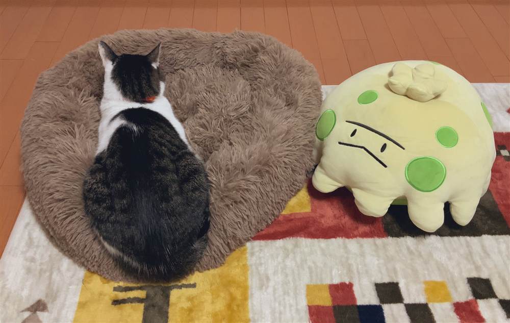 《和猫在一起生活的日记》漫画最新章节第杂图话免费下拉式在线观看章节第【13】张图片