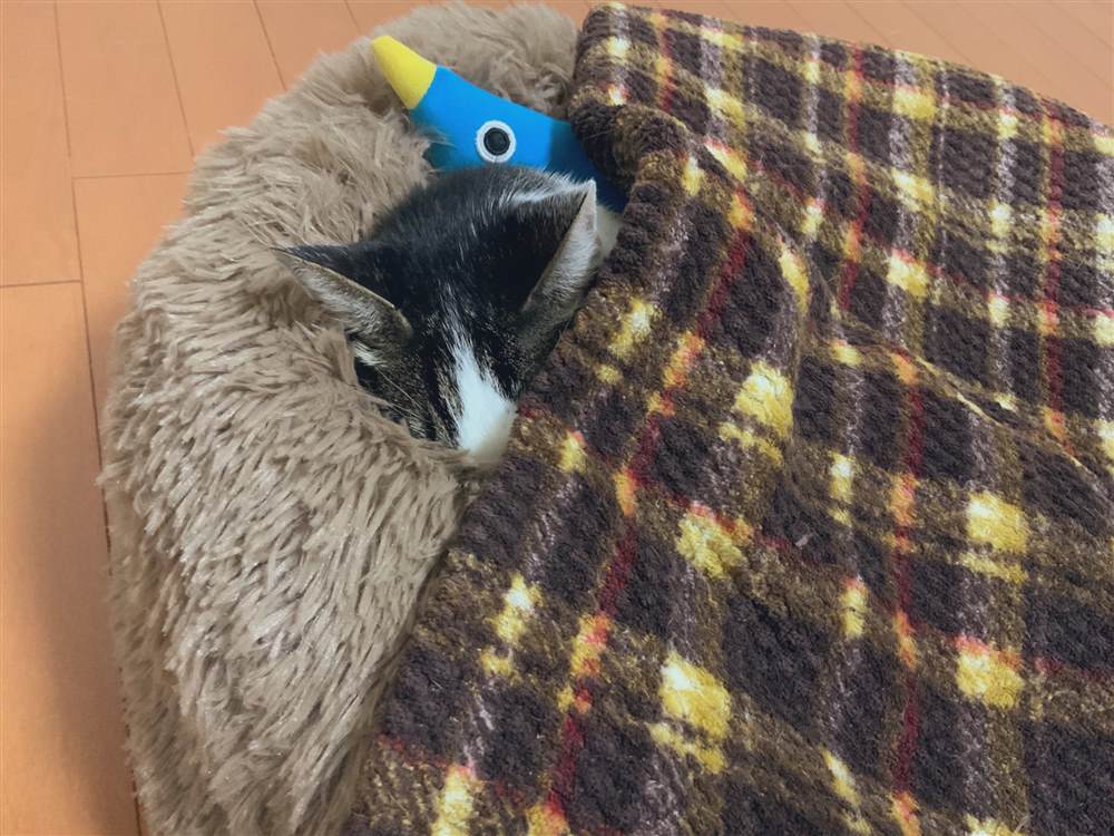 《和猫在一起生活的日记》漫画最新章节第杂图话免费下拉式在线观看章节第【6】张图片