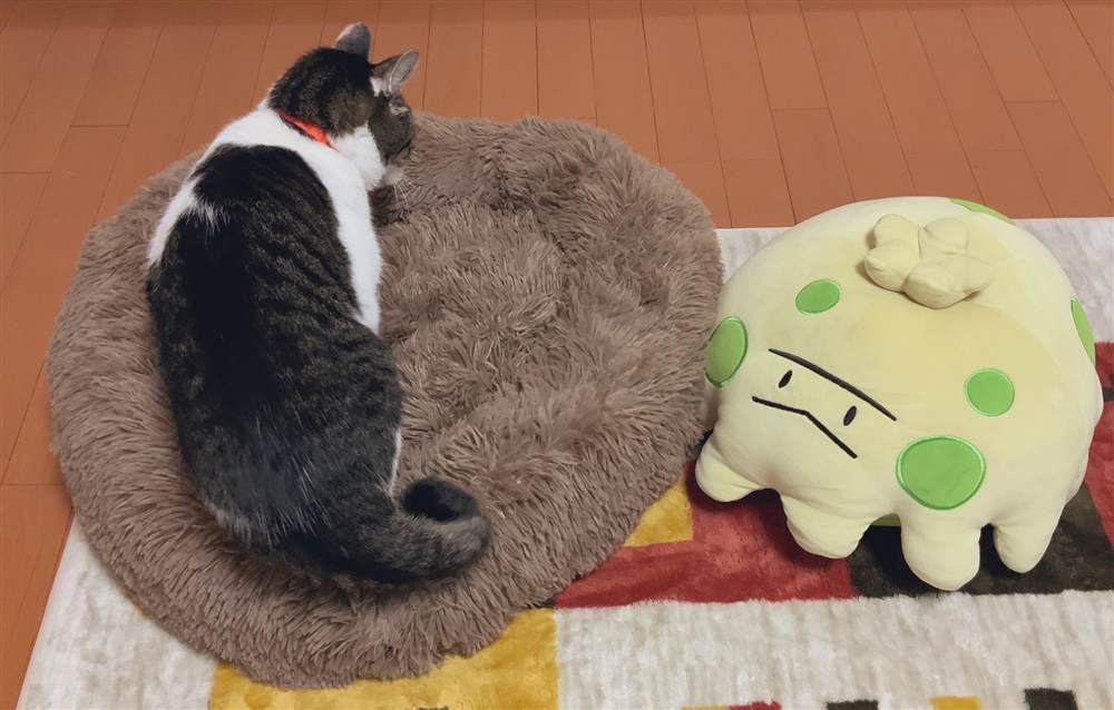 《和猫在一起生活的日记》漫画最新章节第杂图话免费下拉式在线观看章节第【11】张图片