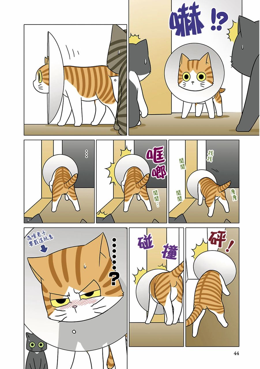 《猫和我的日常》漫画最新章节第5话免费下拉式在线观看章节第【2】张图片